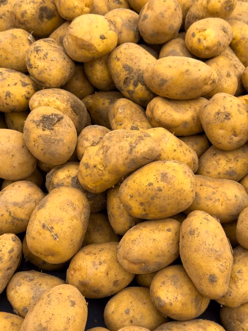 Ração para Cães Sênior (10kg)